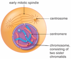 The figure below shows a cell in the mitotic stage of   A)  anaphase. B)  interphase. C)  metaphase. D)  prophase. E)  telophase.