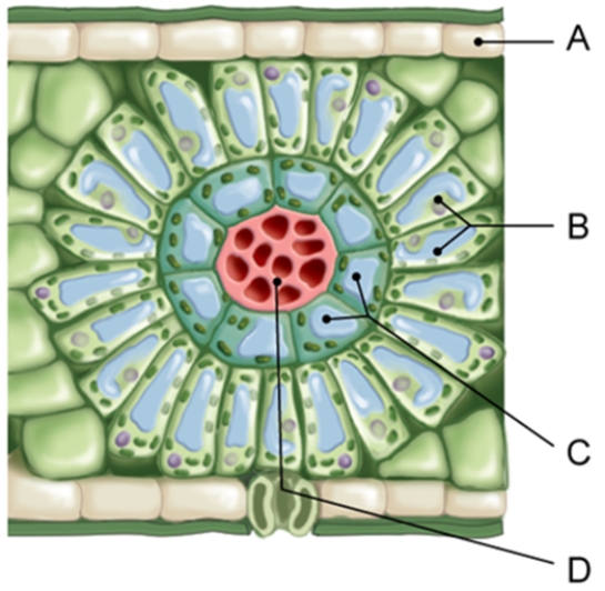 In which of the labeled cells of a C <sub>4</sub> leaf are the Calvin cycle reactions performed?   A)  A and B B)  B and C C)  A and D D)  B only E)  C only