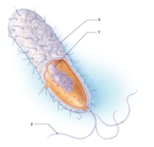 Below is a diagram of a bacterium. What part of the bacterial cell does Y represent?   A)  capsule B)  flagella C)  nucleoid D)  cell wall E)  fimbriae