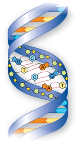 The polymer shown below is comprised of what kind of subunits?   A)  nucleotides B)  triglyercides C)  monosaccharides D)  bases E)  amino acids