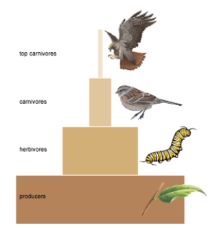 If there is 2,000 kg of plant material, how much of this biomass will be converted into top carnivore tissue?   A)  20,000 kg B)  2,000 kg C)  200 kg D)  20 kg E)  2 kg
