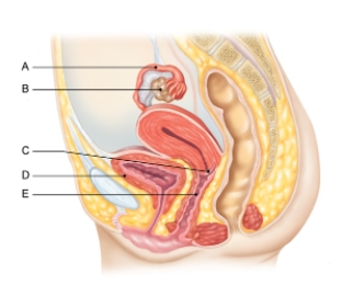 In the figure shown here, which of the following is the cervix?   A)  A B)  B C)  C D)  D E)  E