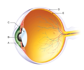In the figure shown here, which of the following is the retina?   A)  A B)  B C)  C D)  D E)  E