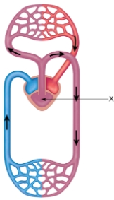 In the figure shown here, the blood in the chamber indicated by the arrow marked with  X    A)  is a mixture of O <sub>2</sub>-poor and O <sub>2</sub>-rich blood. B)  is poor in oxygen. C)  is rich in oxygen. D)  will all be pumped to the lungs. E)  will all be pumped to the systemic capillaries of the body.
