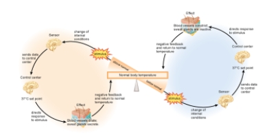 Which of the following would be most likely to occur if the sweat glands failed to be activated in response to an increased body temperature as shown in the figure?   A)  The body temperature would continue to increase. B)  The body temperature would decrease. C)  The signal to the control center that the set point had exceeded would stop being sent. D)  The signal from the control center to the blood vessels and sweat glands would stop being sent. E)  The blood vessels would constrict.
