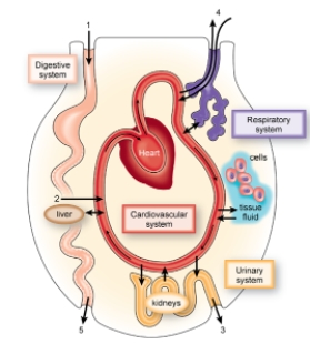 In the figure shown here,  2  represents _____, which move(s)  into the blood from the digestive tract.   A)  nutrients B)  oxygen C)  metabolic wastes D)  carbon dioxide E)  indigestible food particles