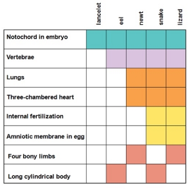 Which of the following statements is true about the shown cladogram and the characters used to derive it?     A)  Three-chambered heart is the most inclusive character on the cladogram. B)  The snake and lizard share a common ancestor that does not have the characters internal fertilization or amniotic membrane in egg. C)  The character notochord in embryo is not shared by the common ancestor to all of the organisms on the cladogram. D)  The two organisms furthest from each other on the cladogram share only two common characters. E)  The character long cylindrical body is useful in placing the snake and eel into the cladogram.
