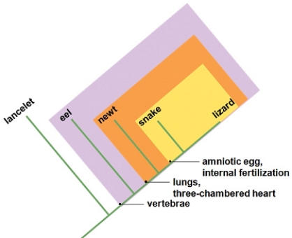 Which of the following statements is true about the shown cladogram and the characters used to derive it?     A)  Three-chambered heart is the most inclusive character on the cladogram. B)  The snake and lizard share a common ancestor that does not have the characters internal fertilization or amniotic membrane in egg. C)  The character notochord in embryo is not shared by the common ancestor to all of the organisms on the cladogram. D)  The two organisms furthest from each other on the cladogram share only two common characters. E)  The character long cylindrical body is useful in placing the snake and eel into the cladogram.