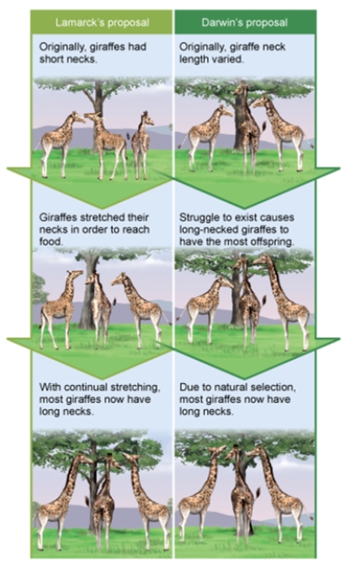 Interpreting this figure, which of the following is a similarity between Lamarck's proposal for evolution and Darwin's proposal?   A)  Both scenarios begin with a population of giraffes that contains variation. B)  Both scenarios expose the giraffes to an environmental pressure (or challenge) . C)  Both scenarios involve only an individual, not a population. D)  Both scenarios involve differential reproductive success. E)  Both scenarios involve giraffes of equal fitness.