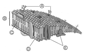 Answer the question(s) that follow about the diagram shown below.   -In this diagram of a cell membrane, the objects labeled (E) are A) steroids. B) carbohydrate side chains. C) phospholipids. D) hydrophobic regions. E) proteins.
