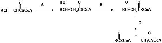 The following are key steps in fatty acid metabolism. What is the best description for the third step (C) ?   A)  oxidation B)  hydration C)  reverse-Claisen condensation D)  selective reduction 