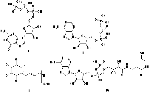 Which of the following structures represents GTP?   A)  I B)  II C)  III D)  IV