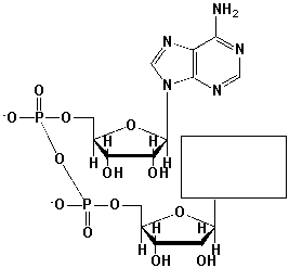 Complete the structure of nicotinamide adenine dinucleotide (NAD).  