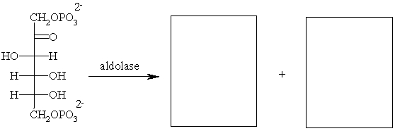 Provide the products of the following reaction.  