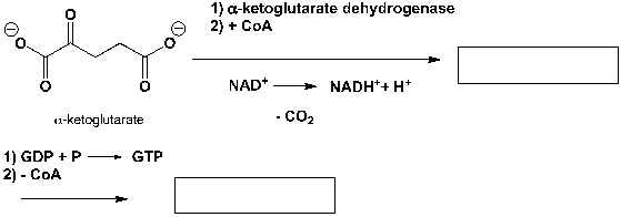 \alpha -Ketoglutarate reacts under simultaneous decarboxylation and NAD<sup>+</sup> - reduction to NADH and H<sup>+</sup>, followed by GTP-formation (guanosine-triphosphate, an ATP-analog) from GDP and phosphate, to succinate. Complete the reaction scheme.   