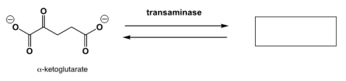 Transamination (amino-group transfer) of L-glutamic acid provides a link between the metabolism of sugars and amino acids. Complete the reaction scheme.  