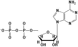 The following structure is ADP.  