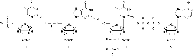 Which nucleotides are named correctly?   A)  I, III B)  II, III C)  III, IV D)  II, IV
