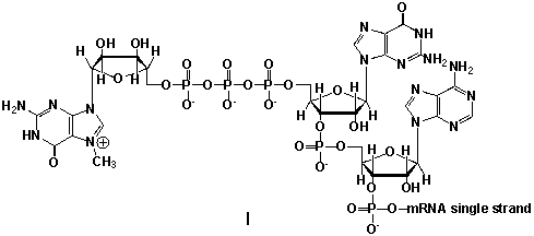 Messenger ribonucleic acid (mRNA)  is a single RNA strand encoding a  blueprint  for an amino acid sequence (e.g. a protein, after folding and posttranslational modification) . The brief existence of an mRNA macromolecule begins with transcription and ends in enzymatic hydrolysis to ribonucleotides. Whereas mRNA is basically  ready to use  after transcription in non-eukaryotes, eukaryotic mRNA requires extensive processing. In the process called 5'cap addition, a modified 7-methylguanosine ribonucleotide is added via an unusual 5' to 5' triphosphate linkage. What is the chemical structure of the 5'-end of the mRNA strand after capping?         A)  I B)  II C)  III D)  IV