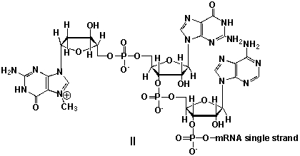 Messenger ribonucleic acid (mRNA)  is a single RNA strand encoding a  blueprint  for an amino acid sequence (e.g. a protein, after folding and posttranslational modification) . The brief existence of an mRNA macromolecule begins with transcription and ends in enzymatic hydrolysis to ribonucleotides. Whereas mRNA is basically  ready to use  after transcription in non-eukaryotes, eukaryotic mRNA requires extensive processing. In the process called 5'cap addition, a modified 7-methylguanosine ribonucleotide is added via an unusual 5' to 5' triphosphate linkage. What is the chemical structure of the 5'-end of the mRNA strand after capping?         A)  I B)  II C)  III D)  IV