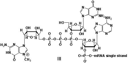 Messenger ribonucleic acid (mRNA)  is a single RNA strand encoding a  blueprint  for an amino acid sequence (e.g. a protein, after folding and posttranslational modification) . The brief existence of an mRNA macromolecule begins with transcription and ends in enzymatic hydrolysis to ribonucleotides. Whereas mRNA is basically  ready to use  after transcription in non-eukaryotes, eukaryotic mRNA requires extensive processing. In the process called 5'cap addition, a modified 7-methylguanosine ribonucleotide is added via an unusual 5' to 5' triphosphate linkage. What is the chemical structure of the 5'-end of the mRNA strand after capping?         A)  I B)  II C)  III D)  IV