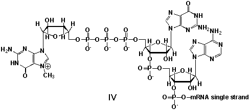 Messenger ribonucleic acid (mRNA)  is a single RNA strand encoding a  blueprint  for an amino acid sequence (e.g. a protein, after folding and posttranslational modification) . The brief existence of an mRNA macromolecule begins with transcription and ends in enzymatic hydrolysis to ribonucleotides. Whereas mRNA is basically  ready to use  after transcription in non-eukaryotes, eukaryotic mRNA requires extensive processing. In the process called 5'cap addition, a modified 7-methylguanosine ribonucleotide is added via an unusual 5' to 5' triphosphate linkage. What is the chemical structure of the 5'-end of the mRNA strand after capping?         A)  I B)  II C)  III D)  IV