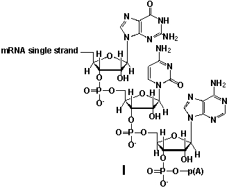 Whereas mRNA is basically  ready to use  after transcription in non-eukaryotes, eukaryotic mRNA requires extensive processing (see question 21) . In the process called polyadenylation a poly(A)  tail is added to the 3'end of the mRNA strand (approx. 250 adenosine residues) . What is the chemical structure of the 3'-end of the mRNA strand after polyadenylation?         A)  I B)  II C)  III D)  IV