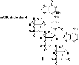 Whereas mRNA is basically  ready to use  after transcription in non-eukaryotes, eukaryotic mRNA requires extensive processing (see question 21) . In the process called polyadenylation a poly(A)  tail is added to the 3'end of the mRNA strand (approx. 250 adenosine residues) . What is the chemical structure of the 3'-end of the mRNA strand after polyadenylation?         A)  I B)  II C)  III D)  IV