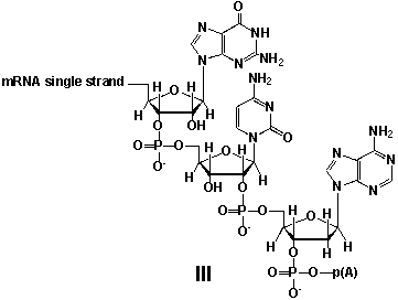 Whereas mRNA is basically  ready to use  after transcription in non-eukaryotes, eukaryotic mRNA requires extensive processing (see question 21) . In the process called polyadenylation a poly(A)  tail is added to the 3'end of the mRNA strand (approx. 250 adenosine residues) . What is the chemical structure of the 3'-end of the mRNA strand after polyadenylation?         A)  I B)  II C)  III D)  IV