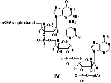 Whereas mRNA is basically  ready to use  after transcription in non-eukaryotes, eukaryotic mRNA requires extensive processing (see question 21) . In the process called polyadenylation a poly(A)  tail is added to the 3'end of the mRNA strand (approx. 250 adenosine residues) . What is the chemical structure of the 3'-end of the mRNA strand after polyadenylation?         A)  I B)  II C)  III D)  IV