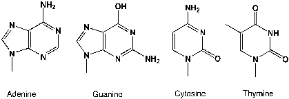 Streptozotocin is a naturally occurring chemical that is especially toxic to the insulin-producing beta cells of the pancreas in mammals. Streptozotocin is a glucosamine-nitrosourea compound. It is generally alkylating to the DNA bases. What are the structures of all four bases after mono-methylation?     Streptozotocin   