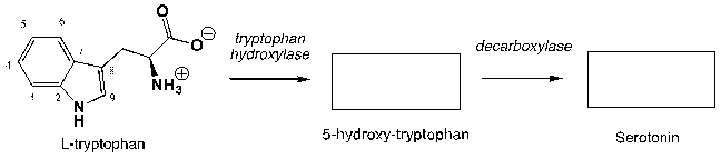 Serotonin regulates intestinal movements in humans, as well as the human mood, appetite, and some cognitive functions including memory and learning. In the human body, serotonin is synthesized by hydroxylation of the essential amino acid L-tryptophan and subsequent decarboxylation. Complete the following reaction scheme:   