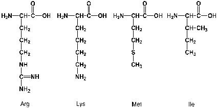 Which of the following amino acids react with more than one equivalent of phenylisothiocyanate in an Edman-reaction? Assume that all four are in an N-terminal position.   