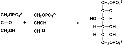 How would you characterize this reaction forming fructose 1,6-bisphosphate?   A)  aldol reaction B)  aldol condensation C)  Claisen condensation D)  Dieckmann Condensation