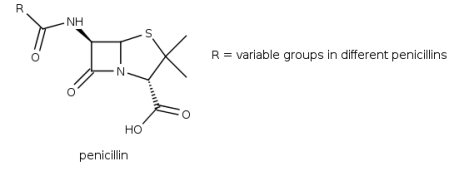  Penicillins derived from Penicillium fungi were the first available  \beta -lactam antibiotics, which inhibit the biosynthesis of the peptidoglycan layer of bacterial cell walls. Which detail of the structure of penicillin is the  lactam-unit ?     A)  I B)  II C)  III D)  IV 