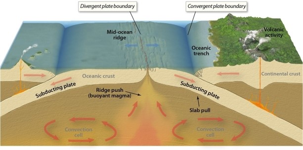 Beneath Earth's surface, where does the heat exchange occur that moves tectonic plates?   A) ocean trenches B) convection cells C) subducting plate D) mid-ocean ridge E) continental crust