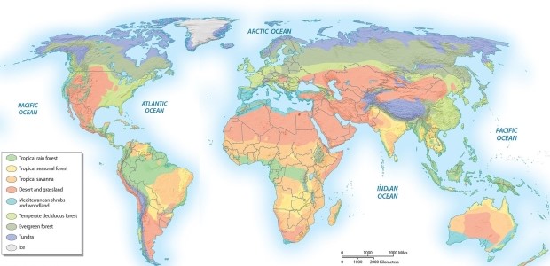 Identify and discuss the pattern of bioregions on Earth.   