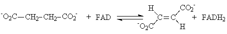 <strong>Which of the following is an example of an oxidation reaction?</strong> A)   B)   C)   D) Ala-Ser + H<sub>2</sub>O → Ala + Ser E) None of the answers is correct. <div style=padding-top: 35px> 