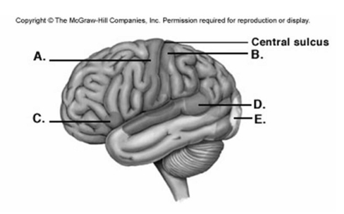   -Label area  E  on the cerebral cortex. A)  visual cortex B)  primary motor cortex C)  primary somatic sensory cortex D)  motor speech area (Broca'sarea)  E)  sensory speech area (Wernicke area)  