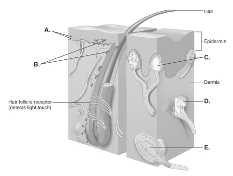   -The diagram illustrates sensory nerve endings in the skin. What is the function of  E ? A)  detects deep pressure, vibration, and proprioception B)  responds to painful stimuli C)  responds to light touch and superficial pressure D)  detects touch, involved in 2-point discrimination E)  detects continuous touch or pressure 