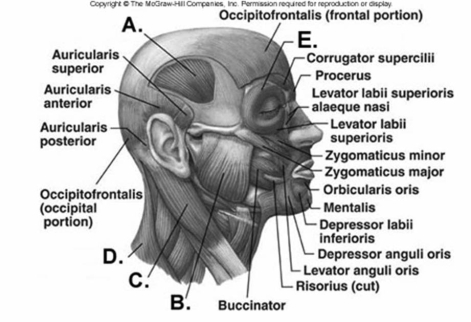   -Label muscle  D  on the diagram. A)  orbicularis oculi B)  temporalis C)  trapezius D)  sternocleidomastoid E)  masseter 