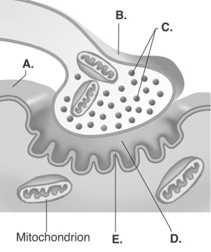   -The figure illustrates a detailed drawing of the neuromuscular junction. What does  B  represent? A)  synaptic vesicles B)  synaptic cleft C)  sarcolemma D)  presynaptic terminal E)  postsynaptic membrane 