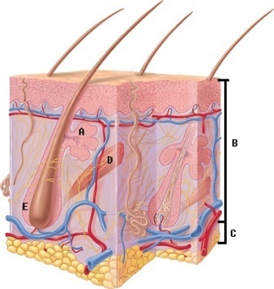   -What does structure  B  represent on the diagram?   A)  hair follicle B)  sebaceous gland C)  epidermis and dermis D)  hypodermis E)  arrector pili 