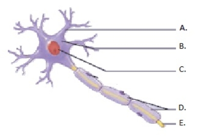   -This is a diagram of a multipolar neuron. What does  D  represent? A)  nucleus of neuron B)  dendrite C)  neuroglia cells D)  axon E)  cell body of neuron 
