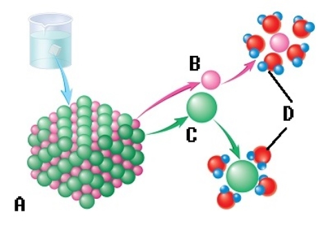   -The sodium chloride molecule breaks apart in water. What does  D  represent? A)  chloride ion B)  dissociation C)  water molecule D)  sodium ion E)  salt crystal 