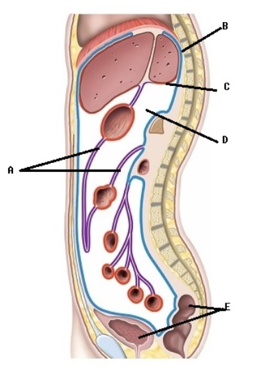   -This is a sagittal section through the abdominopelvic cavity. What structures does  E  represent? A)  visceral peritoneum (covers organs)  B)  mesentery C)  parietal peritoneum (lines cavity)  D)  retroperitoneal organs E)  peritoneal cavity 