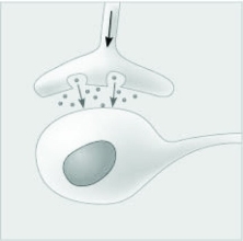   The dots in the space between the two structures in the accompanying figure represent which of the following components of a cell signaling pathway? A)  receptor molecules B)  second messengers C)  neurotransmitters D)  hormones 