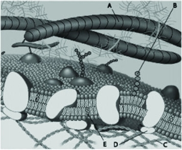   Which component in the figure above represents a microfilament of the cytoskeleton? A)  A B)  B C)  C D)  D 