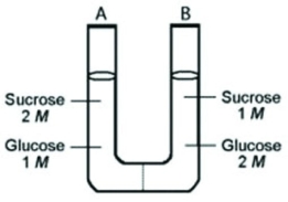 The solutions in the two arms of a U-tube are separated by a membrane that is permeable to water and glucose but not to sucrose. Side A is half-filled with a solution of 2 M sucrose and 1 M glucose. Side B is half-filled with 1 M sucrose and 2 M glucose. Initially, the liquid levels on both sides are equal.   Which of the following is the most likely result when the system has reached equilibrium? A)  The concentration of sucrose on side A will be greater than the concentration of sucrose on side B. B)  The water level will be higher in side A than in side B. C)  The water levels will be unchanged. D)  The water level will be higher in side B than in side A. 