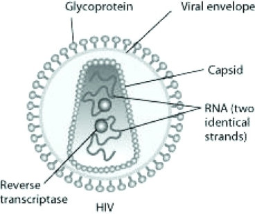 Human immunodeficiency virus (HIV)  infects cells that have both CD4 and CCR5 cell surface molecules. The viral nucleic acid molecules are enclosed in a protein capsid, and the protein capsid is itself contained inside an envelope consisting of a lipid bilayer membrane and viral glycoproteins. One hypothesis for viral entry into cells is that binding of HIV membrane glycoproteins to CD4 and CCR5 initiates fusion of the HIV membrane with the plasma membrane, releasing the viral capsid into the cytoplasm. An alternative hypothesis is that HIV gains entry into the cell via receptor-mediated endocytosis, and membrane fusion occurs in the endocytotic vesicle. To test these alternative hypotheses for HIV entry, researchers labeled the lipids on the HIV membrane with a red fluorescent dye.   What would be observed by live-cell fluorescence microscopy immediately after HIV entry if HIV enters the cell by endocytosis first, and then later fuses with the endocytotic vesicle membrane? A)  A spot of red fluorescence will be visible on the infected cell's plasma membrane, marking the site of membrane fusion and HIV entry. B)  The red fluorescent dye-labeled lipids will appear in the infected cell's interior. C)  A spot of red fluorescence will diffuse in the infected cell's cytoplasm. D)  A spot of red fluorescence will remain outside the cell after delivering the viral capsid. 